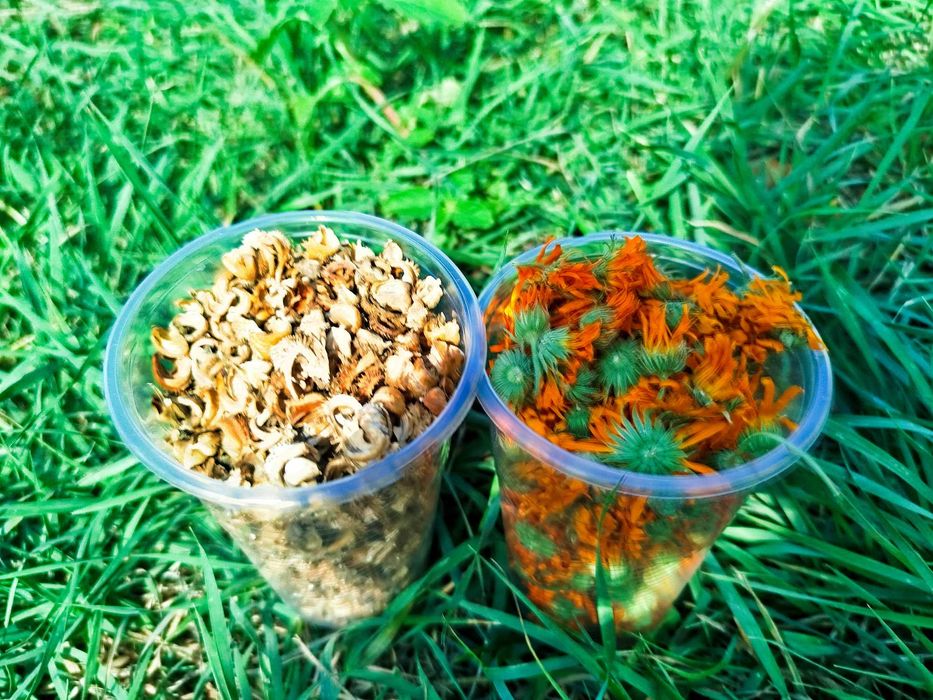 Нагідки квіти та насіння