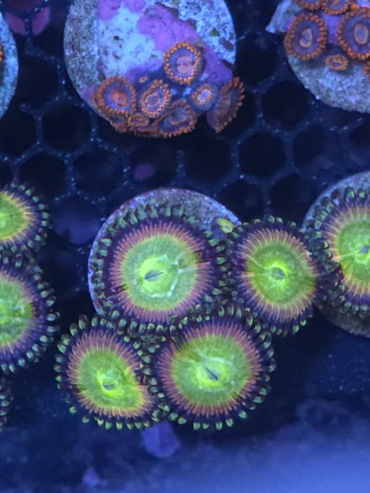 Frags de zoas, corais de agua salgada