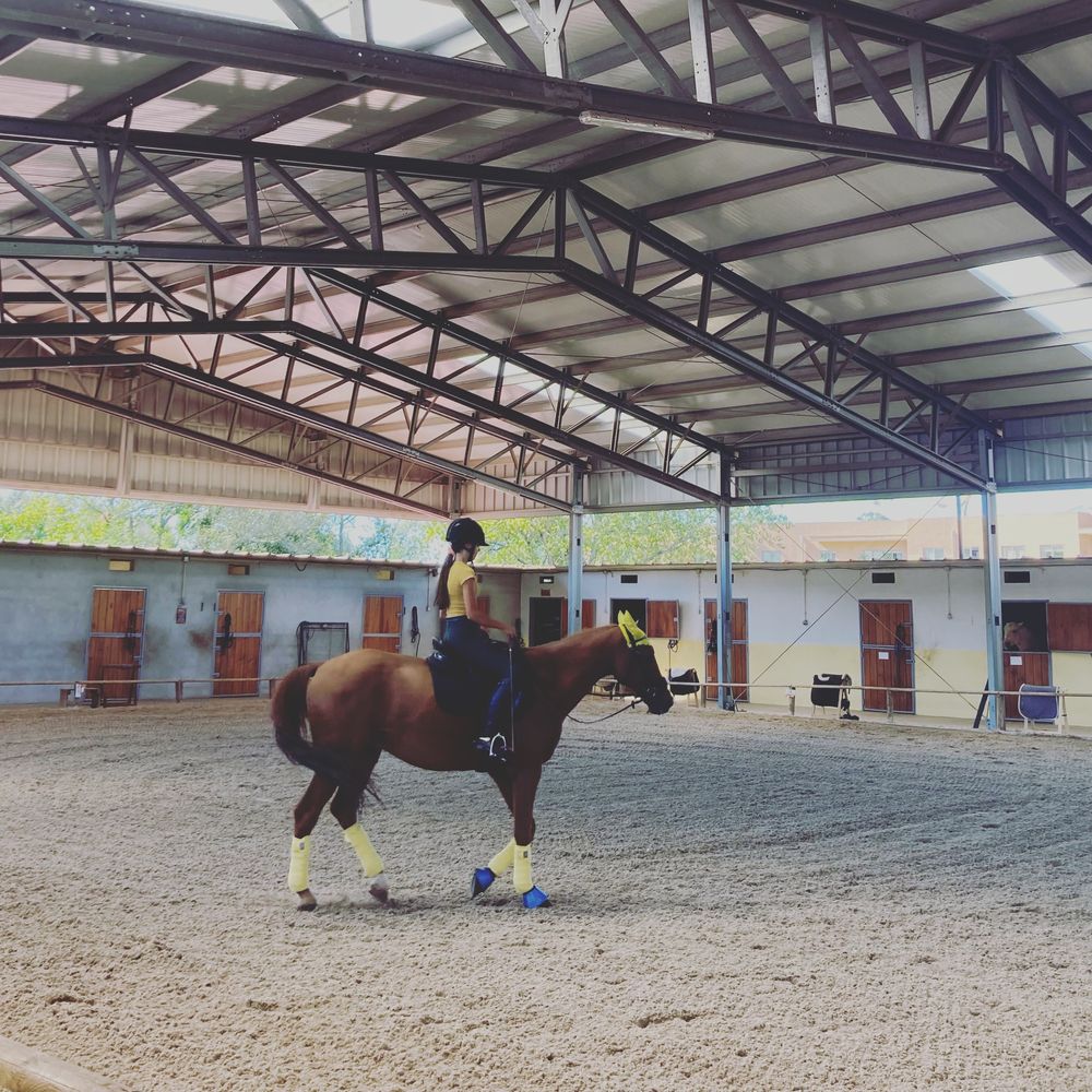 Cavalos a Penso - Canelas, Gaia, Porto