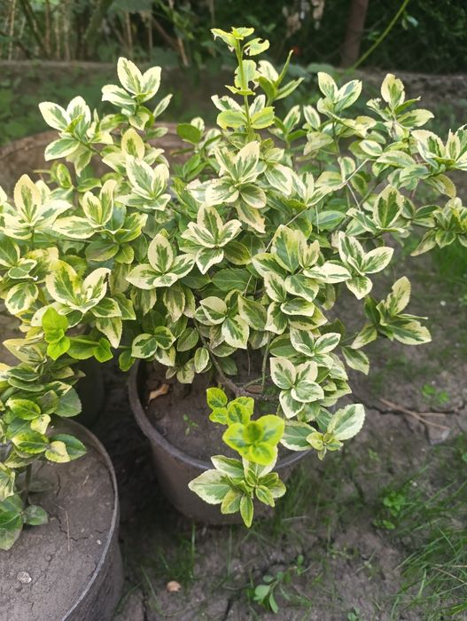 Бересклет, рослини, кущі