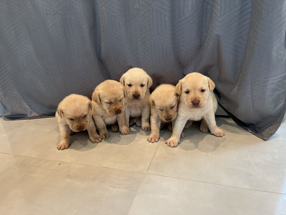 Labrador Retriever