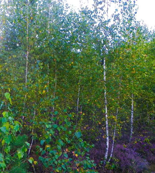 Саженцы березы пушистой и бородавчатой