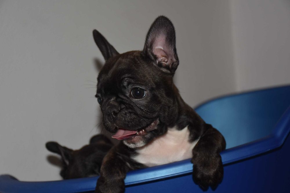 Щенки французского бульдога! Маленкие позитивчики!