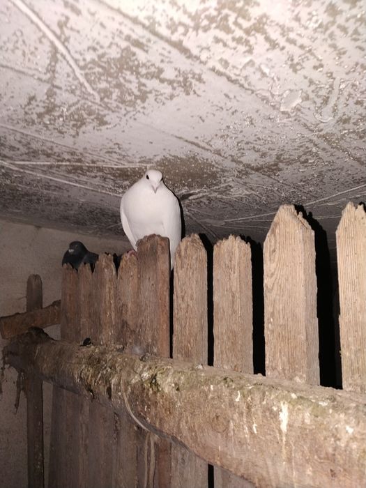 Gołąb ozdobny - biały