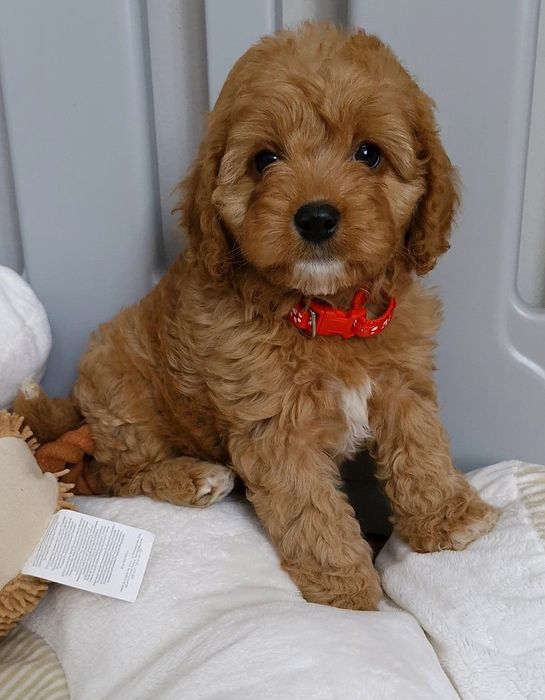 Cavapoo f1 suczka ** Hana **