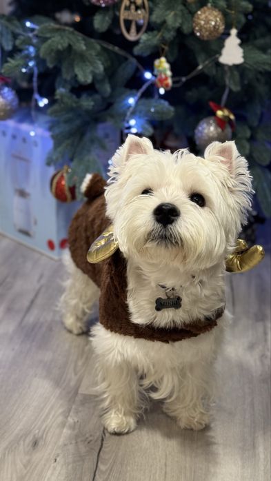 Вест хайленд уайт терьер шукає дівчинку для вязки