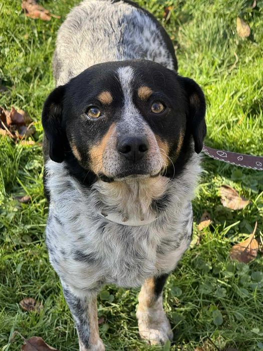 Serduszko- piękny młody psiak do adopcji