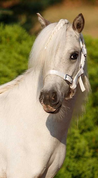 mini kucyk siwotarantowaty