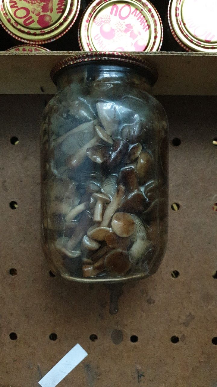 Мариновані гриби опеньки