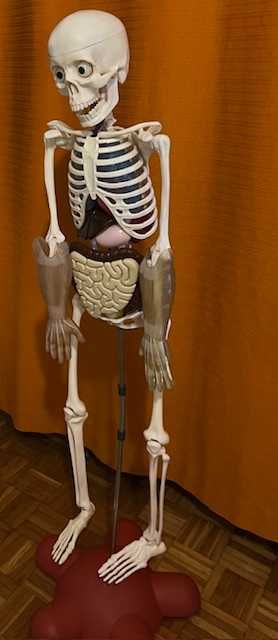 Tajemnice ludzkiego ciała , szkielet , model człowieka DeAgostini