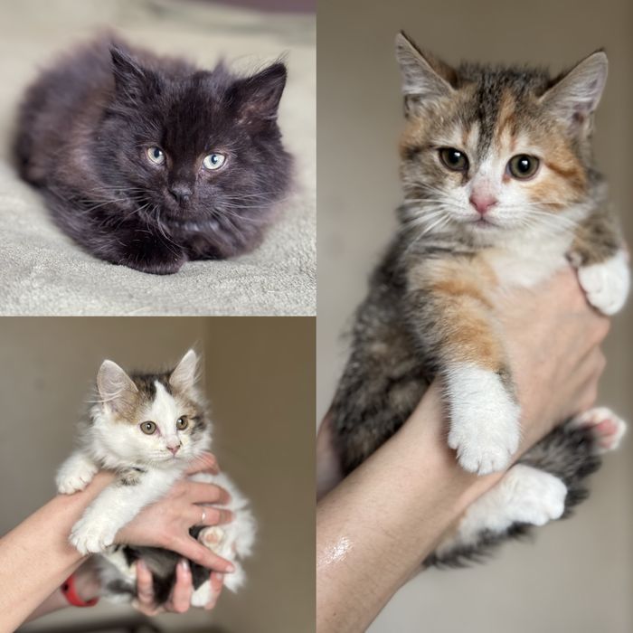 Кошенята шукають родину