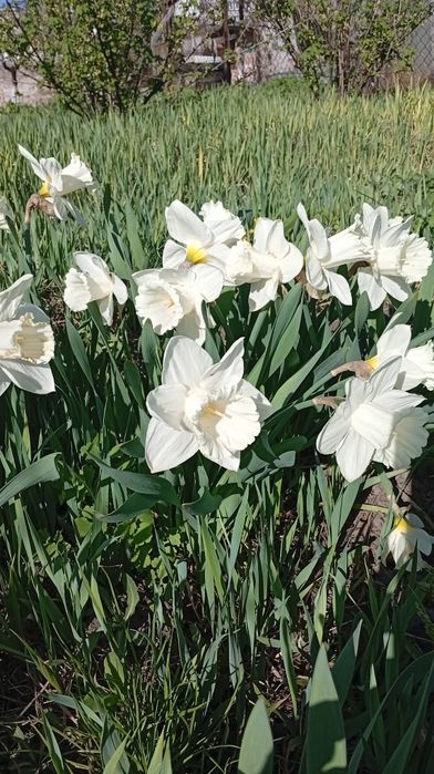Нарциси трубчасті сортові