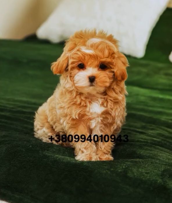 SUPER VIP цуценя хлопчик красунчик мальтіпу ф1. Мальтіпу. Мальтипу.