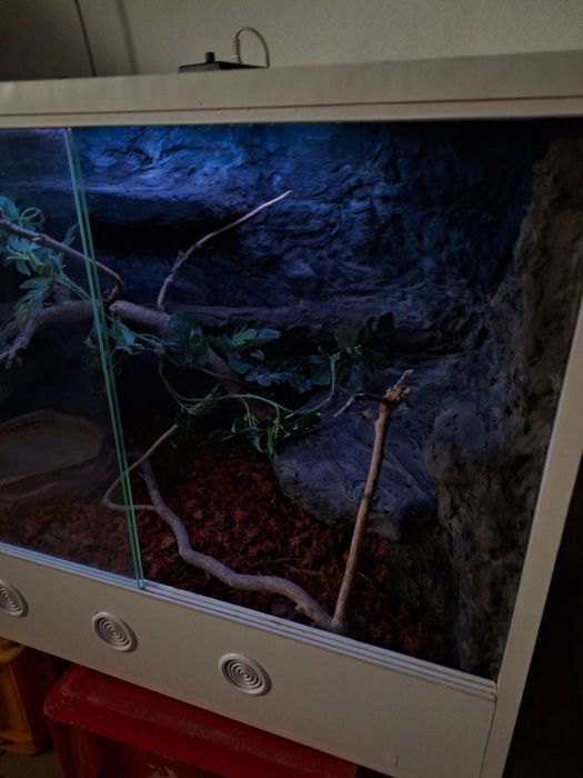 Terrarium wąż jaszczurka gekon