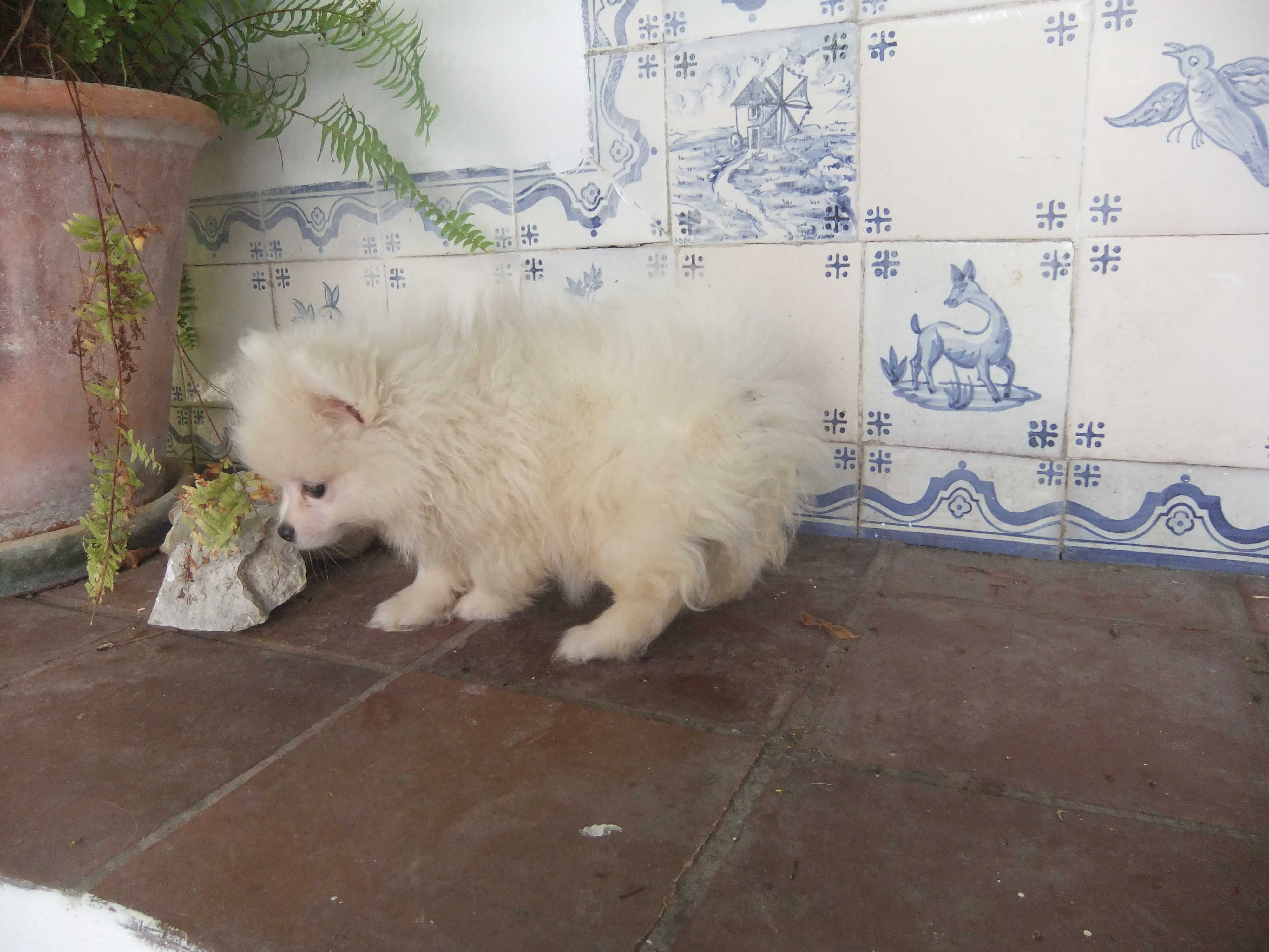 spitz alemão anão
