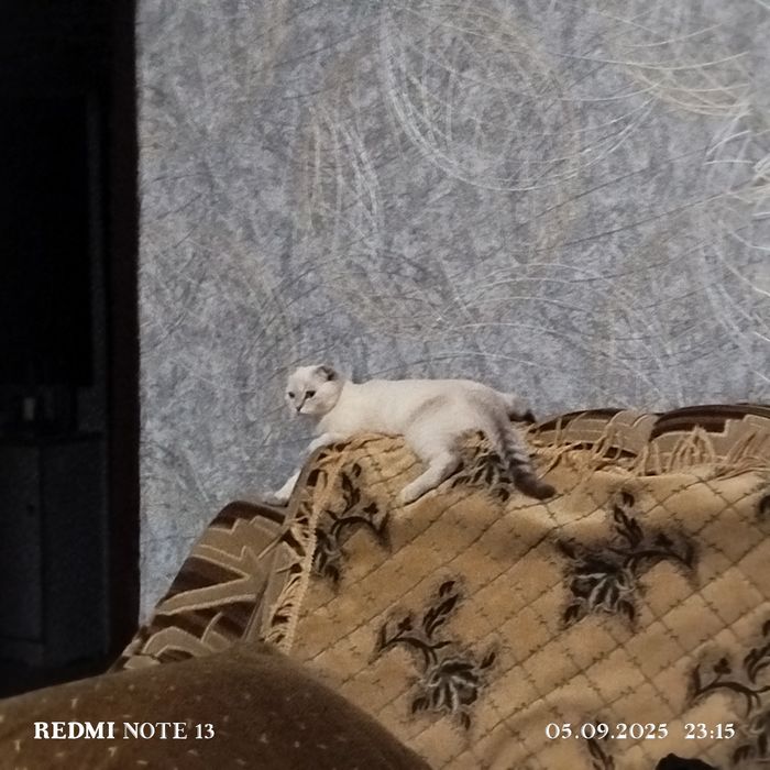 Отдам кошку в хорошие руки