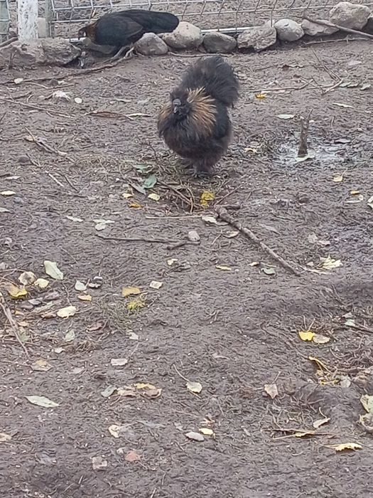 Sprzedam koguta rasy silka