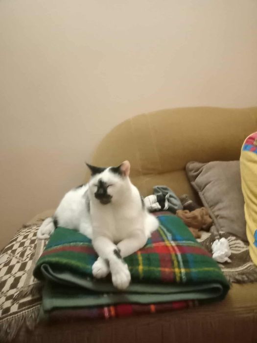 Oddam kota w dobre ręce !