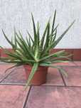 kwiat doniczkiwy aloes wys 35 cm