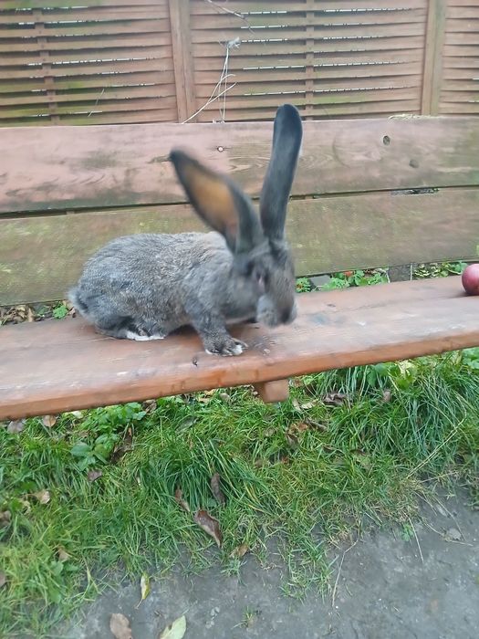 Samiec zelazistymlody