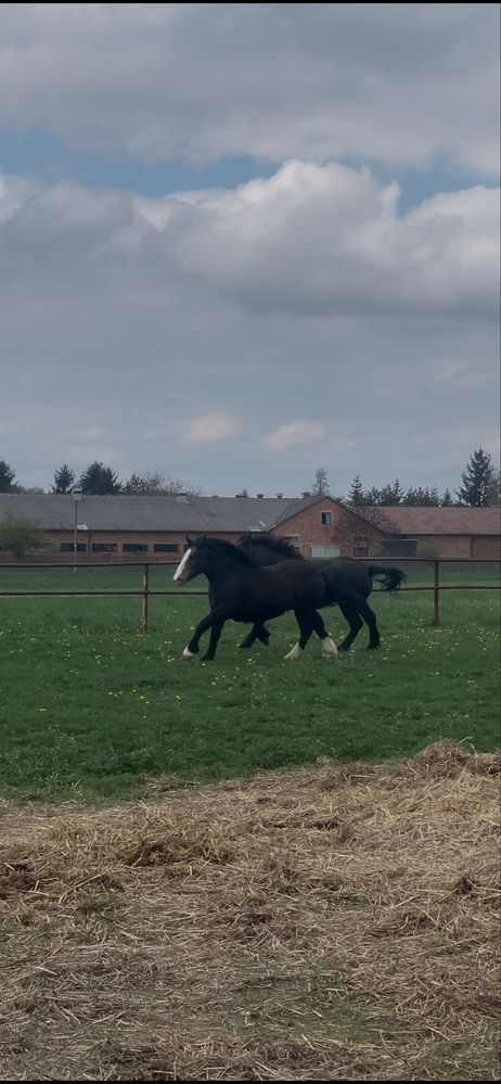 Sprzedam roczną klacz zimnokrwistą