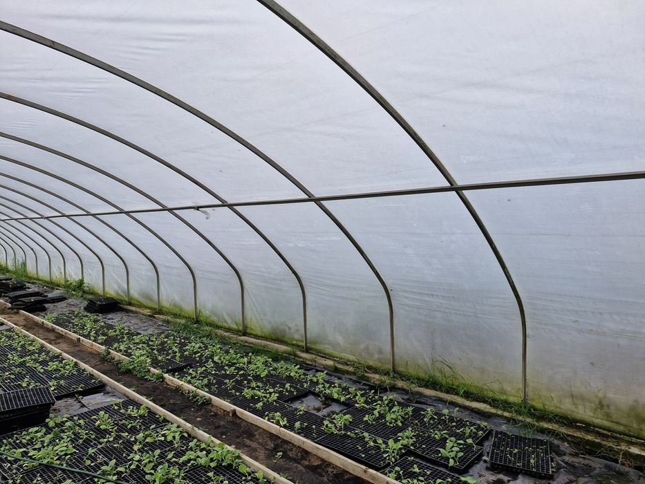 Konstrukcja tunelu foliowego 8x30