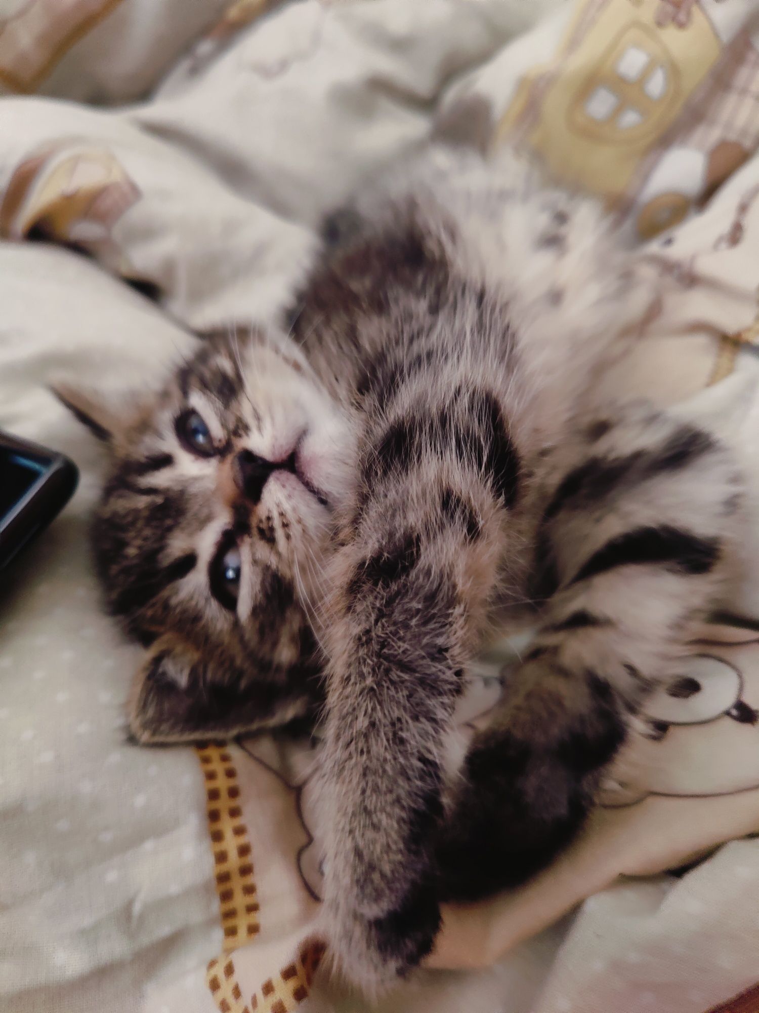 Котик, кицька,кішка, котята, котики
