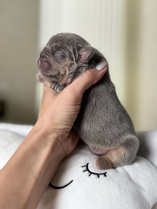 Buldog francuski lilac tan piesek