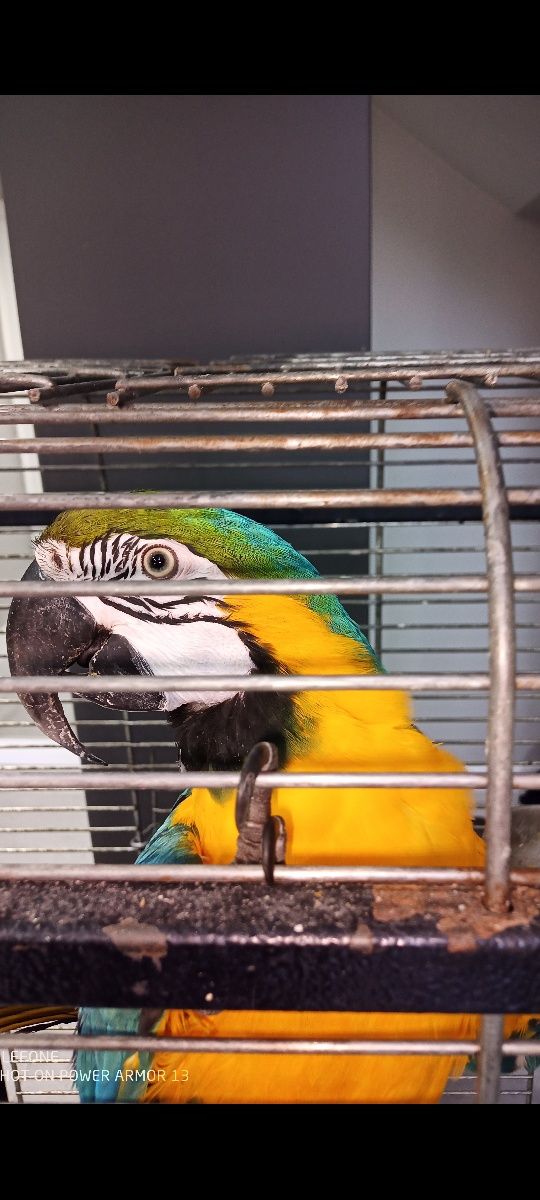 Ара жовто-синій папугай