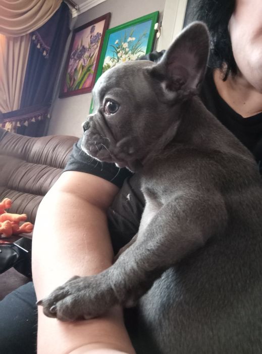 Чіхуахуа хлопчики дівчатка і франя