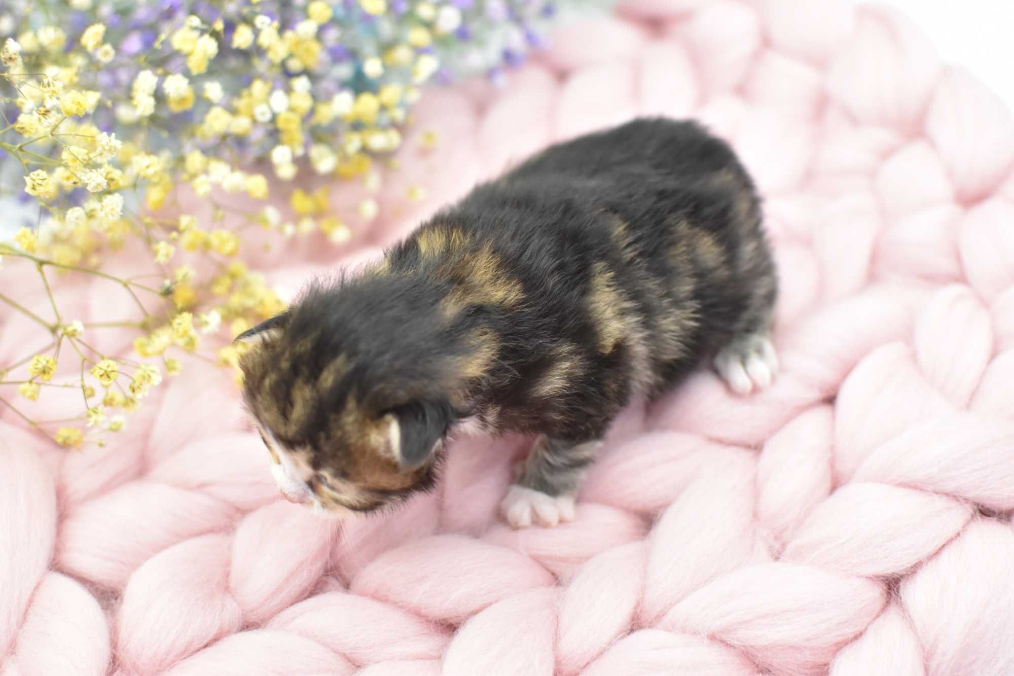 Kurylski Bobtail- Kocięta Rodowód FPL/FIFE- Hodowla Dynastia Kuryla*PL