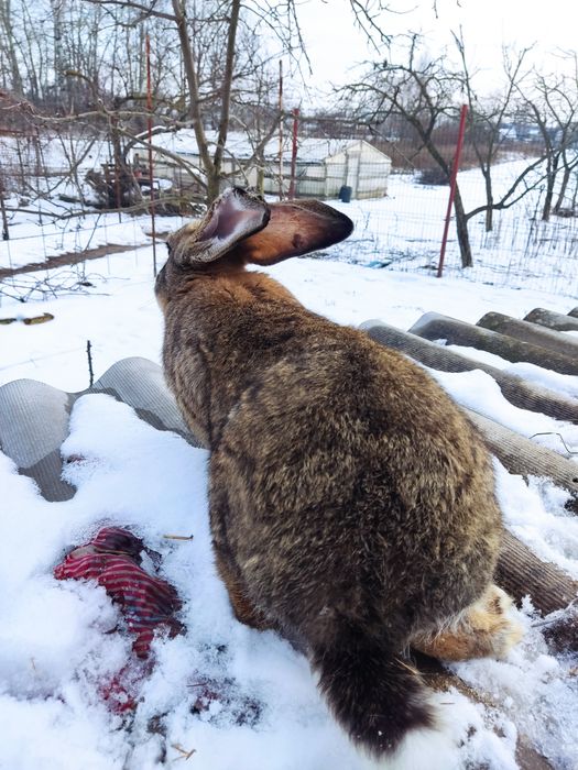 Продам кроличок вік 7 місяці