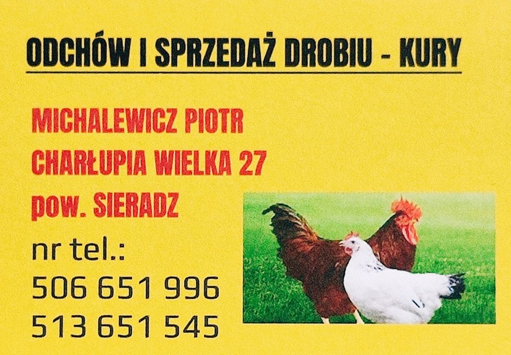 Sprzedam młode kury nioski