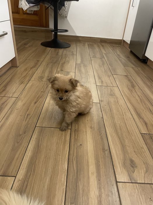 Małe pieski do oddania