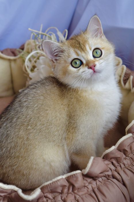 Золота шиншила. Британские котята