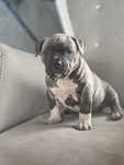 American staffordshire terrier Amstaff