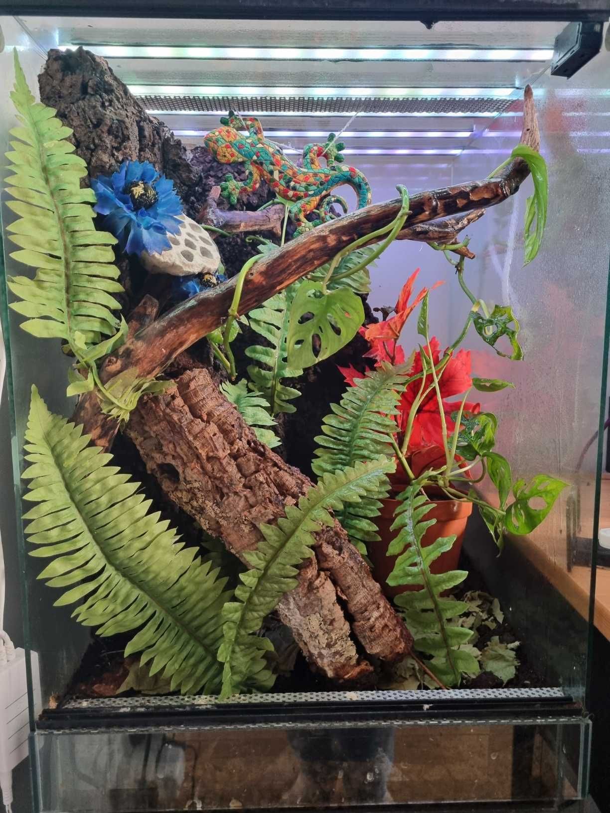 Terrarium bioaktywne 40x40x60 cykl dnia i nocy