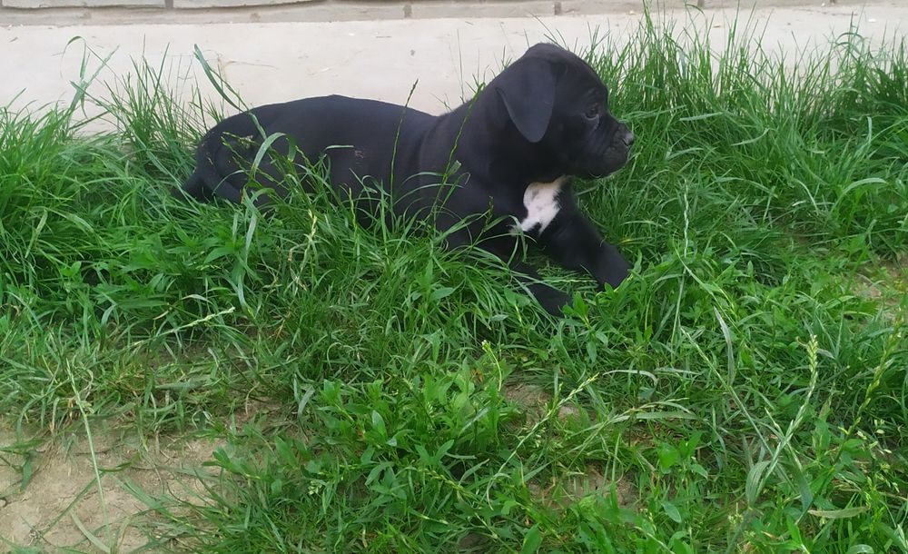 Щенки Кане корсо