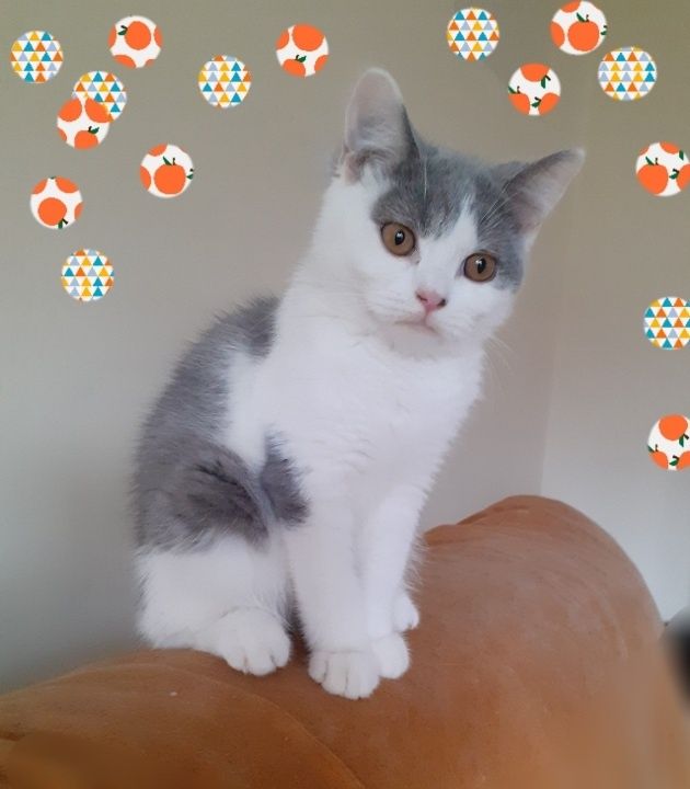 Kot brytyjski niebieski bicolor