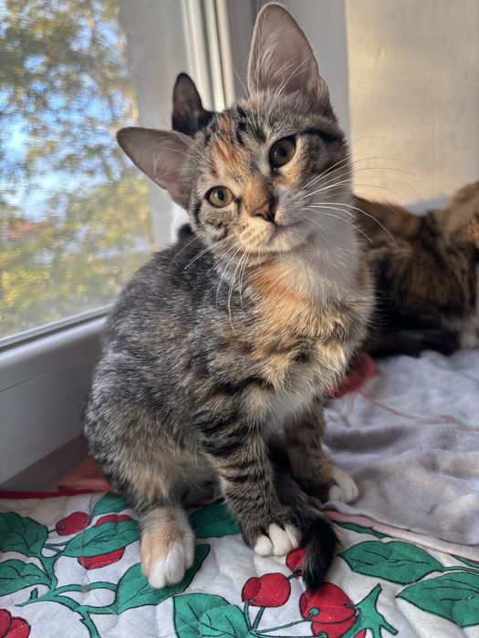 Отдам в добрые руки девочки