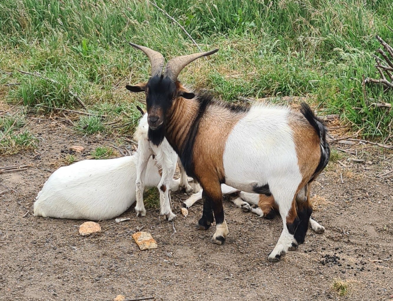 Cabrito 16 meses anão