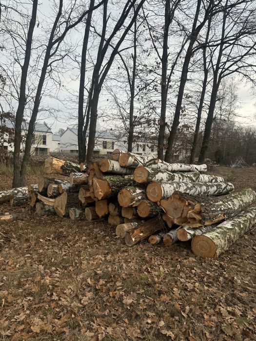 Brzoza pocięta drzewo opałowe
