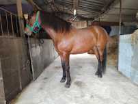 Cavalo montado e engatado