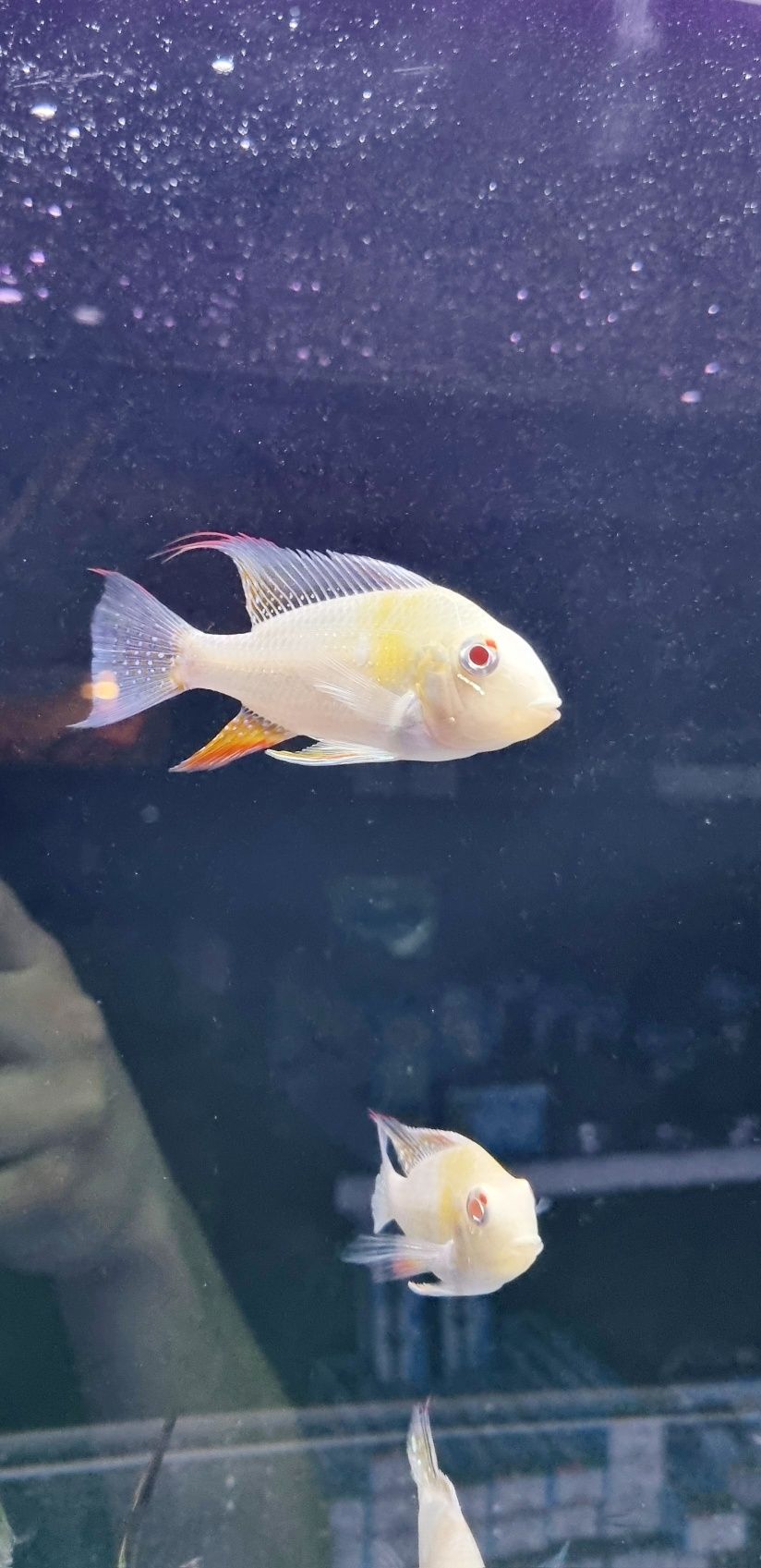 Acarichthys heckelii albiono/ ziemiojad albinos