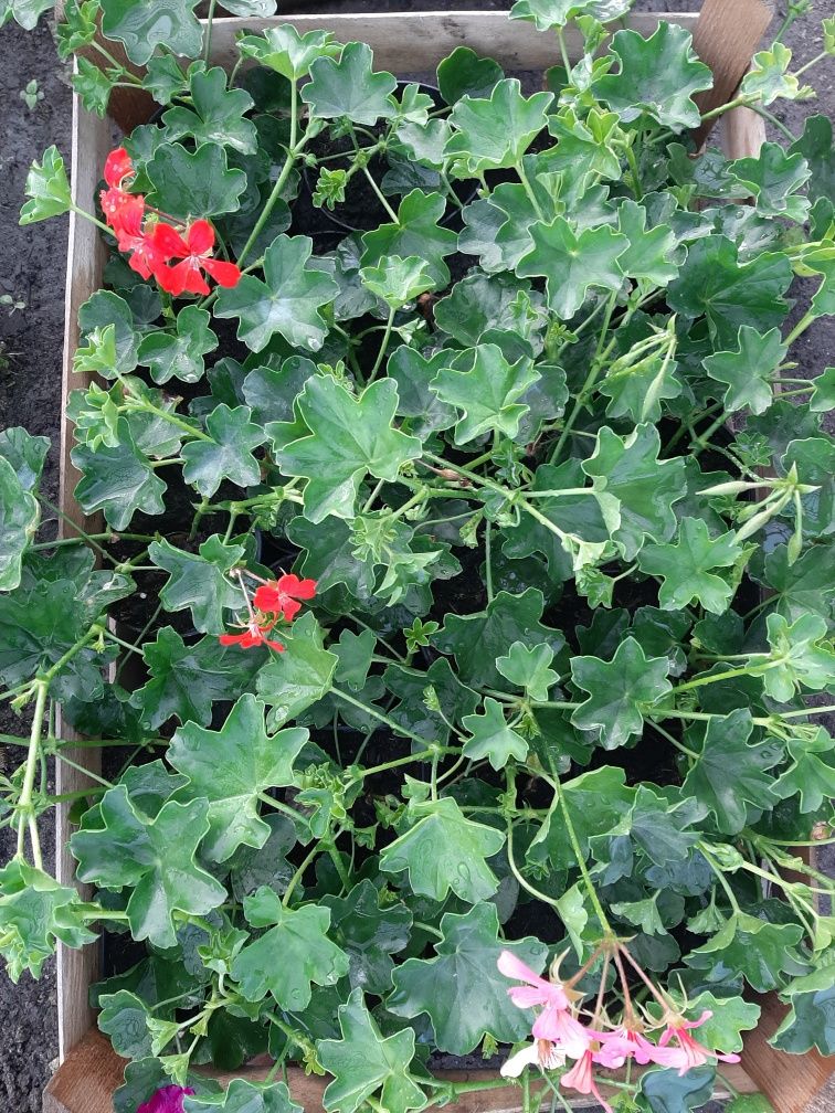 Sprzedam pelargonie zwisające