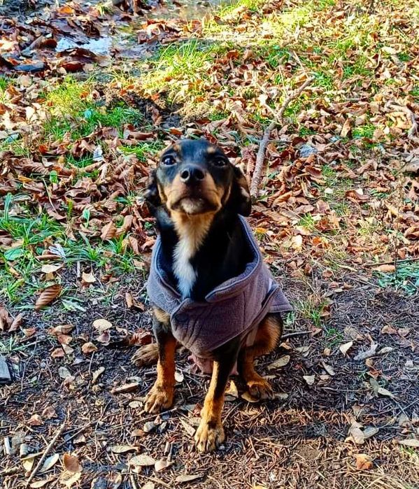 Elizka  4 kg,  urocza, filigranowa pinczereczka do adopcji