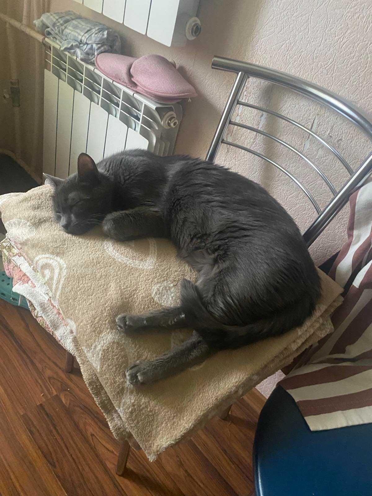 Котик сірий молодий