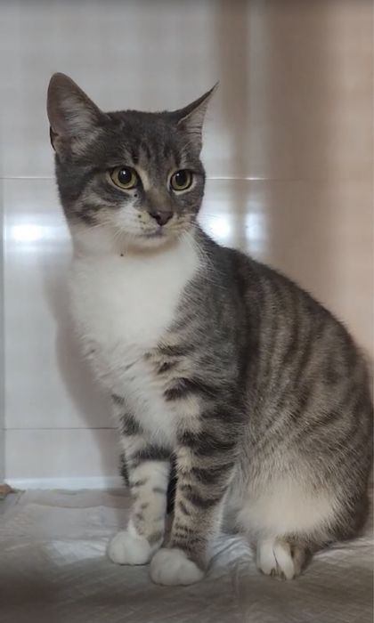 Котята бесплатно .