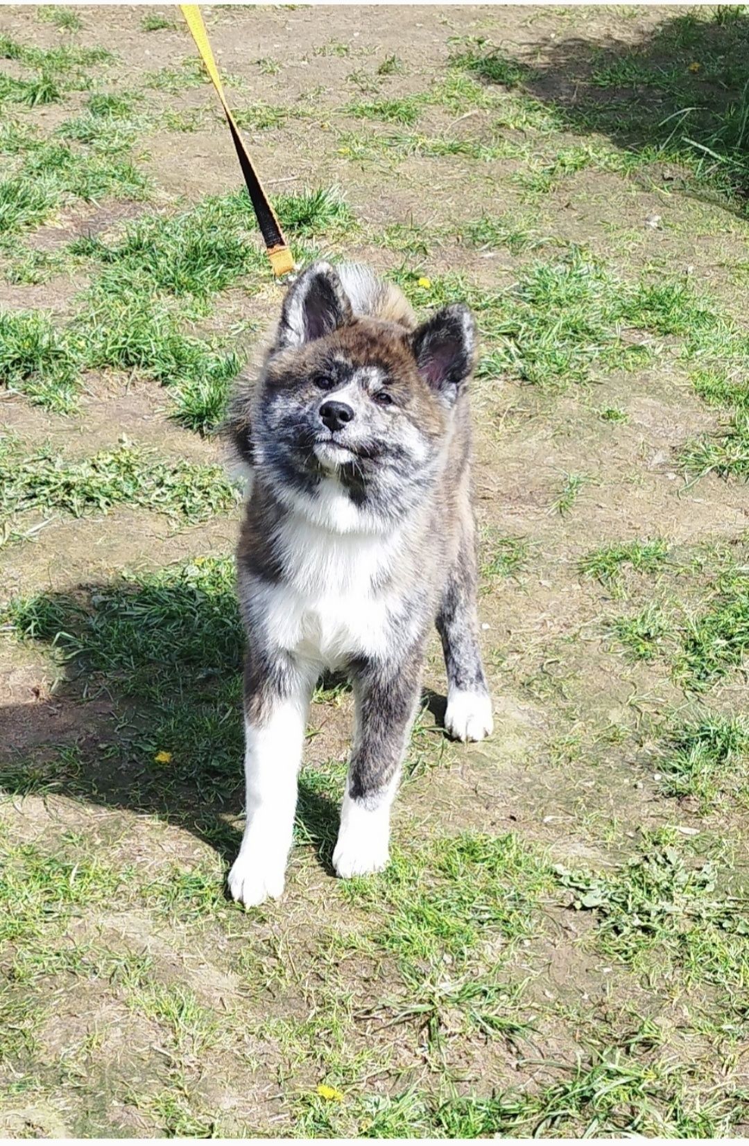 Akita Inu sunia pręgowana