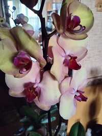 Орхидея из домашней коллекции